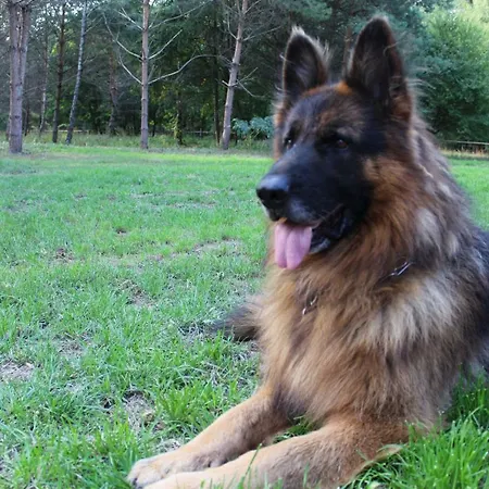 Koci Grzbiet Dzierzazno Wielkie