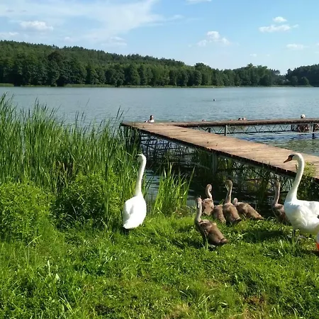 Koci Grzbiet *