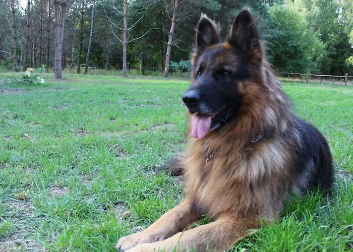 Koci Grzbiet Dzierzazno Wielkie